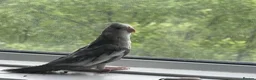 Mixed Breed birds for sale: Baby Cocatiel birds and budgies - Advert 28