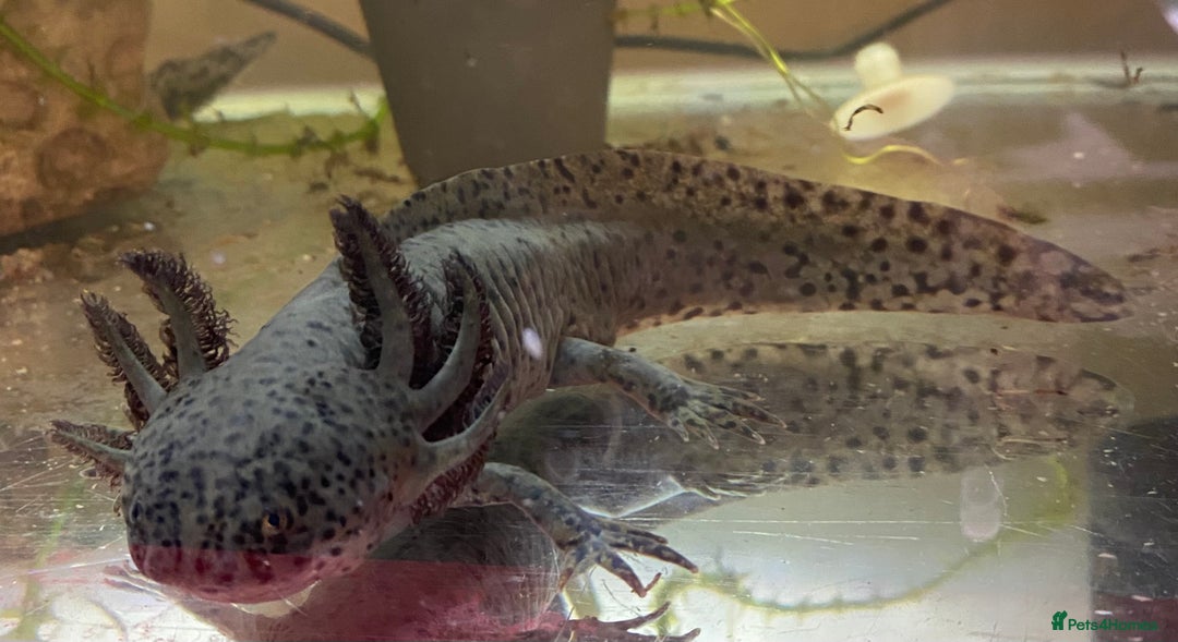 Other/Mixed Breed fish for sale: 3 x male Axolotl available. Wild / Dalmatian  - Image 3