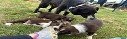 Mixed Breed dogs for sale: Welsh collie X border collie pups for sale  in Llanwrda - Advert 8