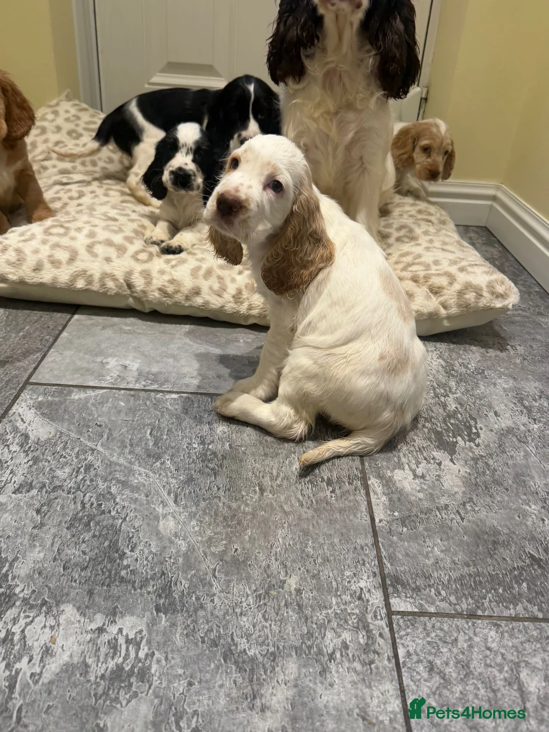 Cocker Spaniel dogs for sale: OUTSTANDING ADORABLE SHOW TYPE COCKER SPANIEL  - Advert 10