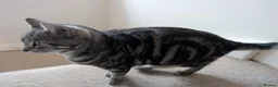 Mixed Breed cats for sale: Silver and black mixed tabby 3 year old - Advert 5