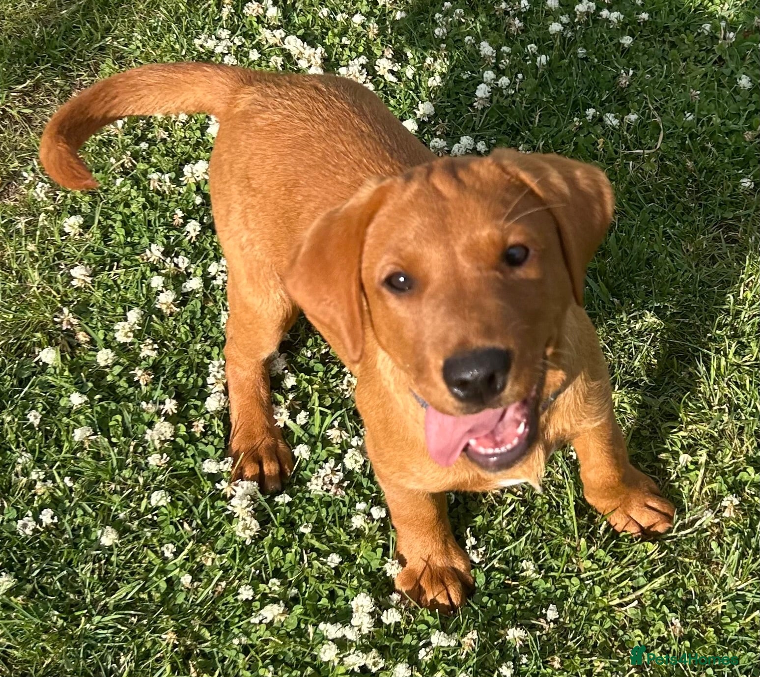 Labrador Retriever dogs Stunning male true fox red lab  - Advert 1