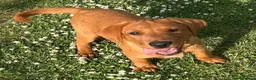Labrador Retriever dogs for sale: Stunning male true fox red lab  in Warwick - Advert 1