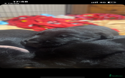 Mixed Breed dogs for sale: Gorgeous Kelpador puppies.  - Advert 1