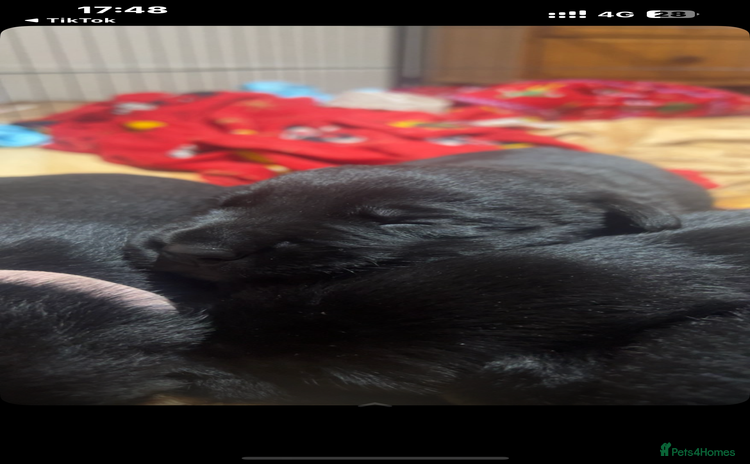 Mixed Breed dogs Gorgeous Kelpador puppies.  - Advert 9