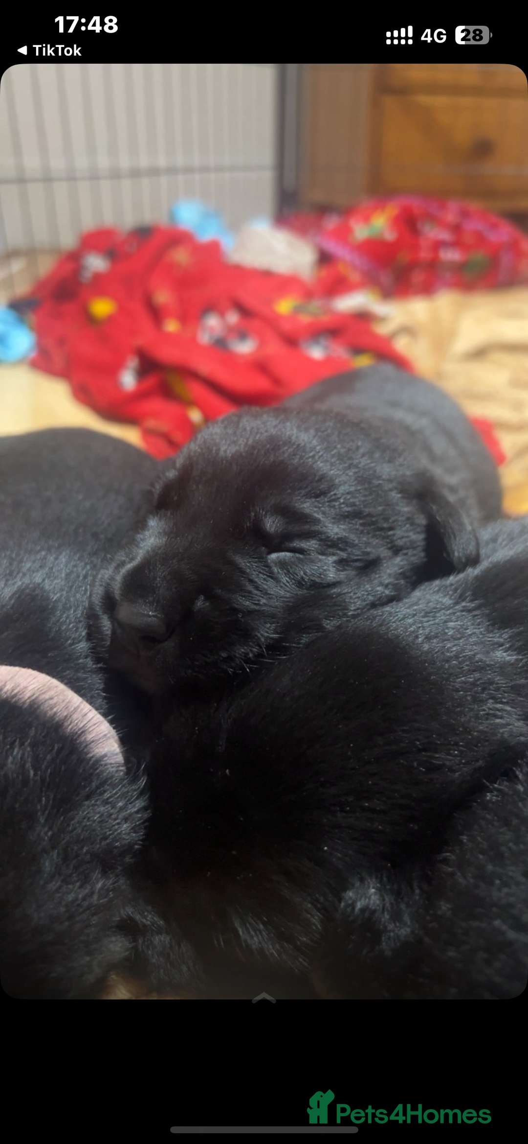 Mixed Breed dogs for sale: Gorgeous Kelpador puppies.  - Advert 1
