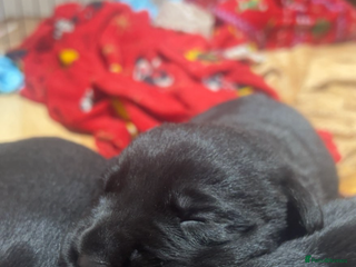 Mixed Breed dogs Gorgeous Kelpador puppies. - Advert 3