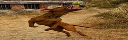 Labrador Retriever dogs for sale: Beautiful 7month old male fox red lab  - Advert 3