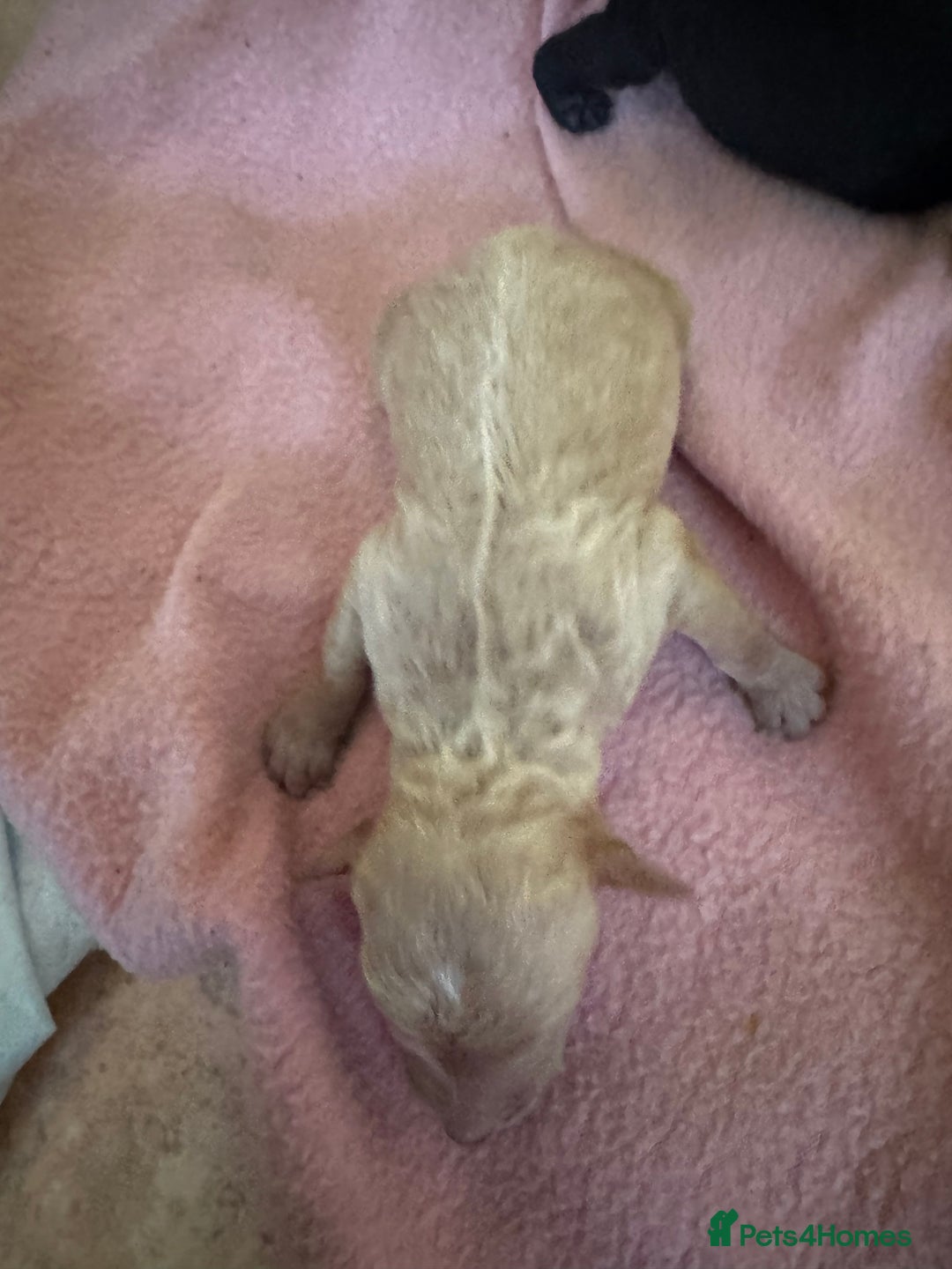 Standard Poodle dogs for sale: Pure Bred Standard Poodle Puppies – £950 - Advert 7