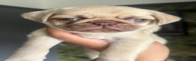 Pug 3
