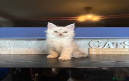 Maine Coon cats for sale: Outstanding Blue Silver Shaded Maine Coon Kittens - Image 7