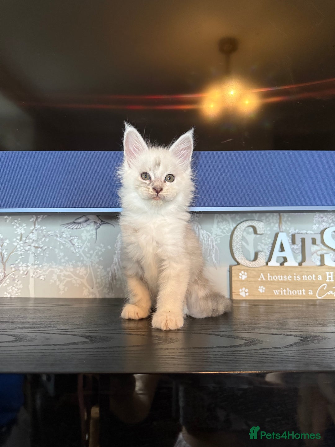 Maine Coon cats for sale: Outstanding Blue Silver Shaded Maine Coon Kittens - Image 7