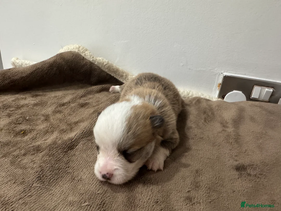 Welsh Corgi Pembroke dogs for sale: 2 girls/1 boy available! Kc Pembroke corgi puppies - Advert 22
