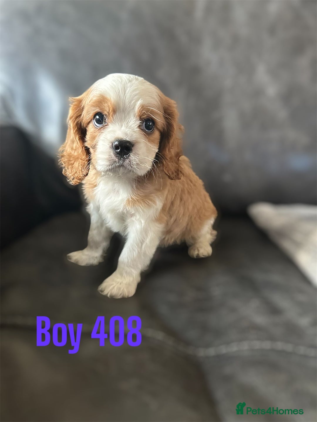 Cavalier King Charles Spaniel dogs for sale: CAVALIER KING CHARLES PUPPIES DNA CLER - Image 2