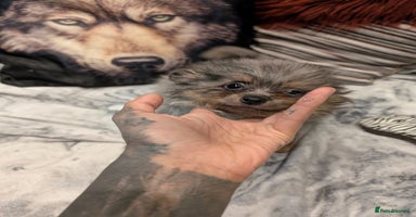 Pomeranian dogs - Advert 5