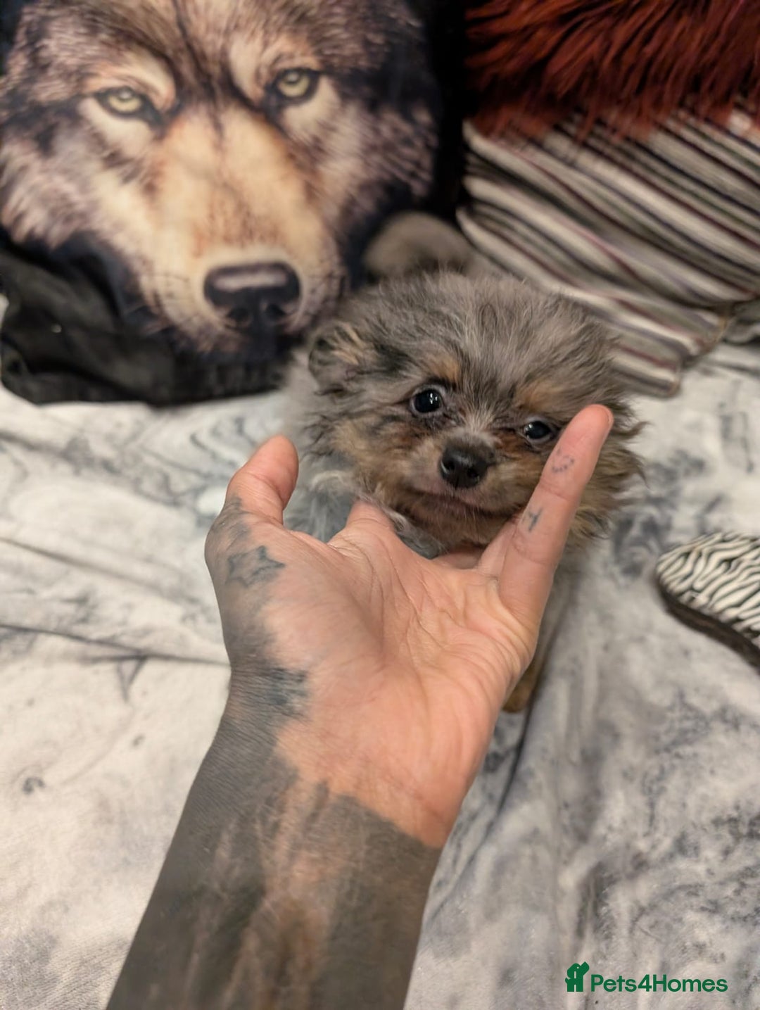 Pomeranian dogs for sale: 2 Stunning Pomeranian Puppies Ready For Homing Now - Image 2