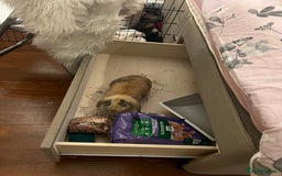 English Lop rabbits for sale: Friendly bunny for rehoming - Image 4