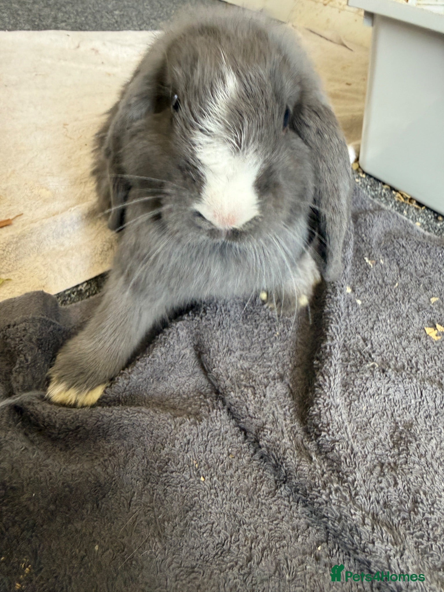 Mini Lop rabbits Mini lop bunny  - Advert 12