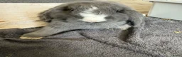 Mini Lop rabbits for sale: Mini lop bunny  - Advert 1