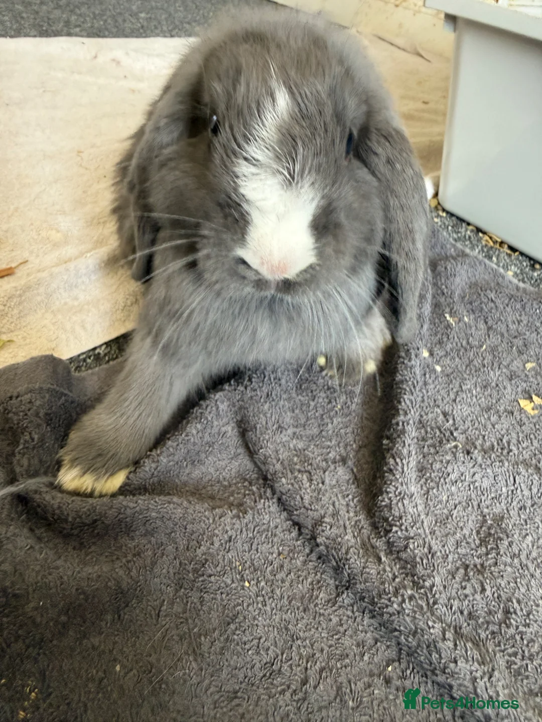Mini Lop rabbits for sale: Mini lop bunny  - Advert 1