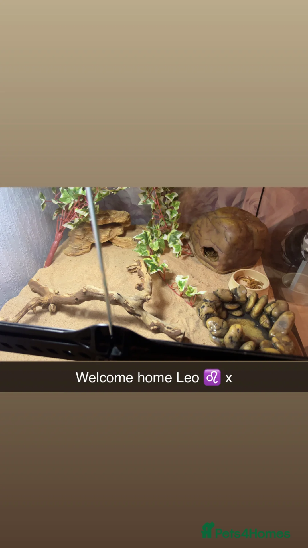 Leopard Gecko reptiles for sale: Leopard Gecko & set up in Kirriemuir - Advert 2