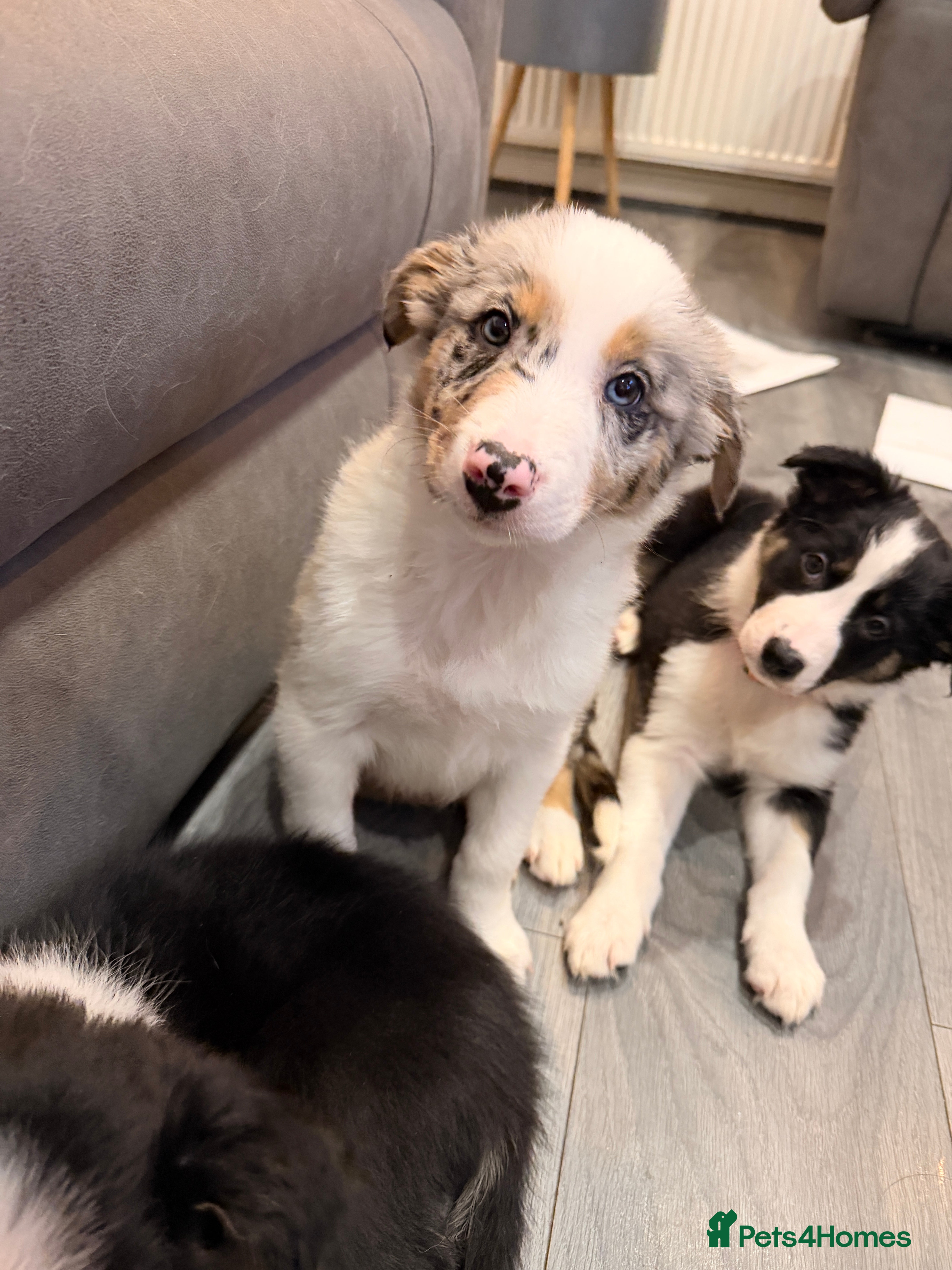 Mixed Breed dogs Ready to leave now Merle Border bearded collis - Advert 1