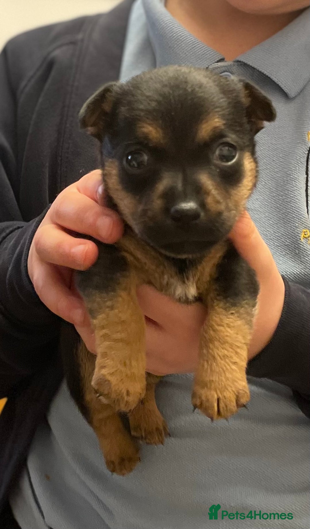 Jack Russell dogs for sale: Beautiful docked miniature Jack Russell puppies - Advert 8