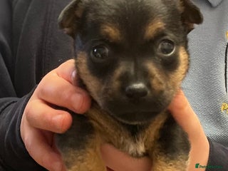 Jack Russell dogs Beautiful miniature Jack Russell puppies - Advert 7