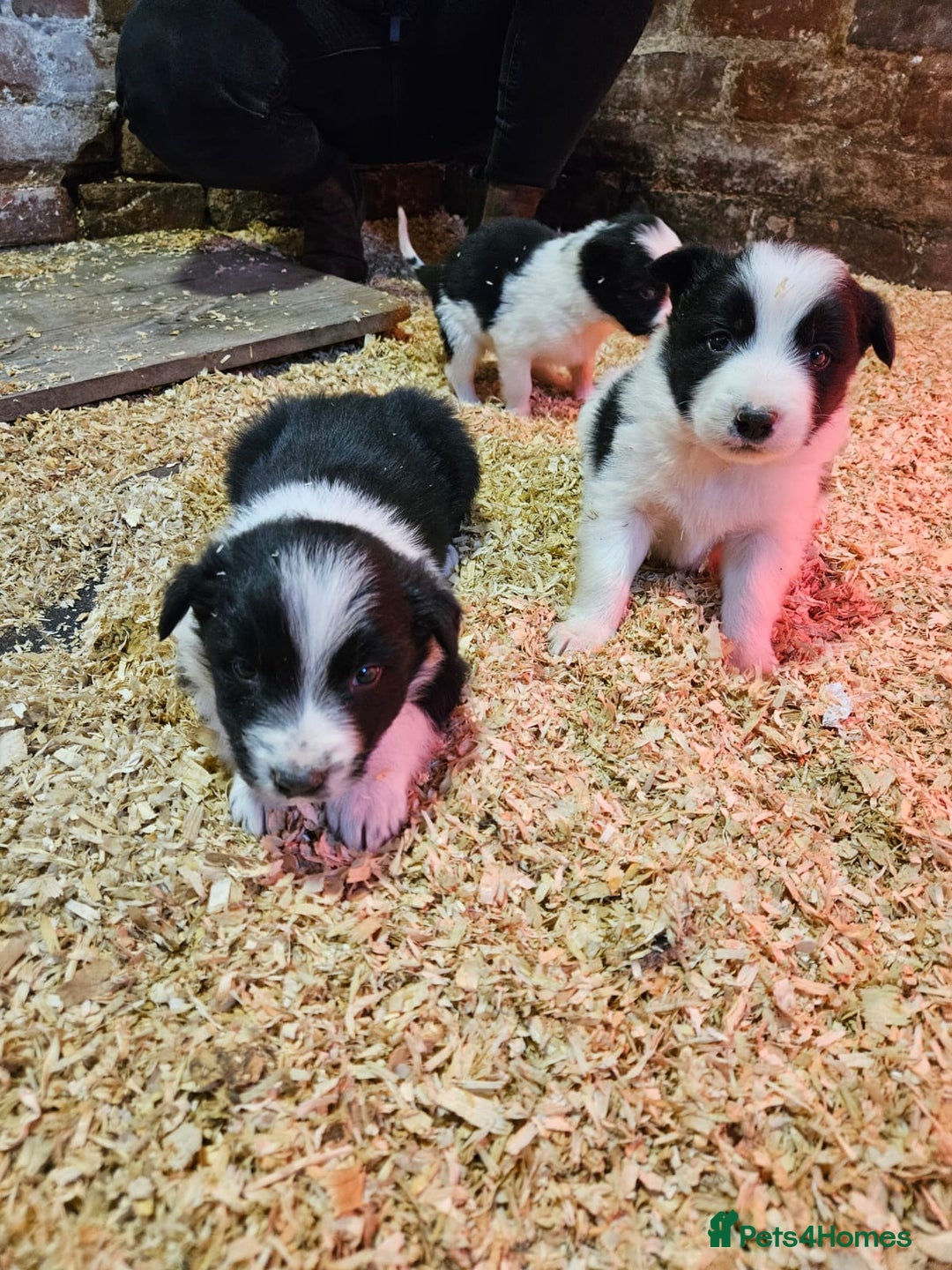 Border Collie dogs for sale: Border Collie puppies for sale  - Advert 1