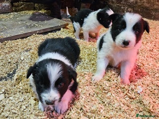 Border Collie dogs Border Collie puppies for sale - Advert 2