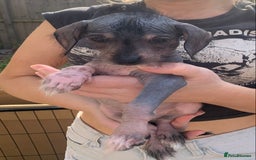 Mixed Breed dogs for sale: Chinese Crested X Cavapoo Puppies - Litter of 6 - Image 5