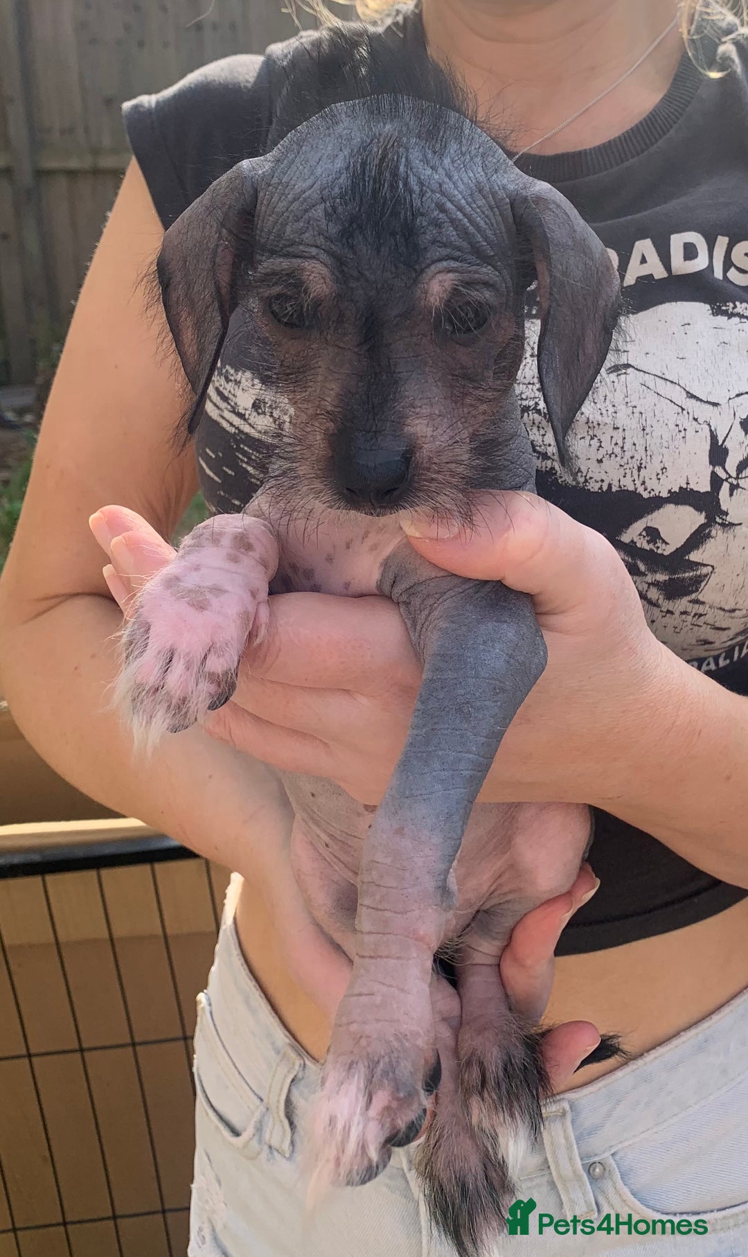 Mixed Breed dogs for sale: Chinese Crested X Cavapoo Puppies - Litter of 6 - Image 5