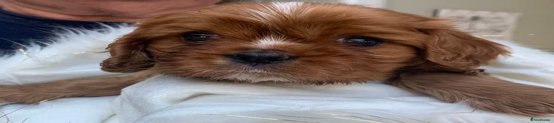 Cavalier King Charles Spaniel Puppy 2