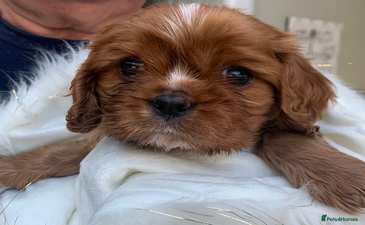 Cavalier King Charles Spaniel dogs Top Quality Cavalier Babies - Advert 7