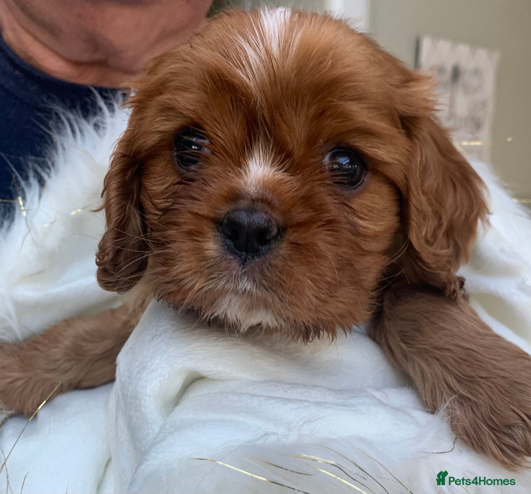 Cavalier King Charles Spaniel dogs for sale: Top Quality Cavalier Babies - Advert 1
