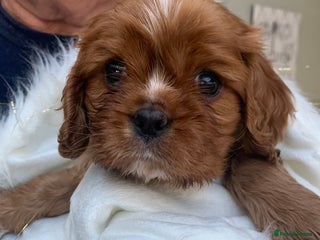 Cavalier King Charles Spaniel dogs Top Quality Cavalier Babies - Advert 5