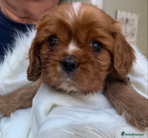 Cavalier King Charles Spaniel dogs Top Quality Cavalier Babies - Advert 1