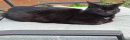 Mixed Breed cats for sale: Luna and Tiger in Bridgnorth - Advert 5