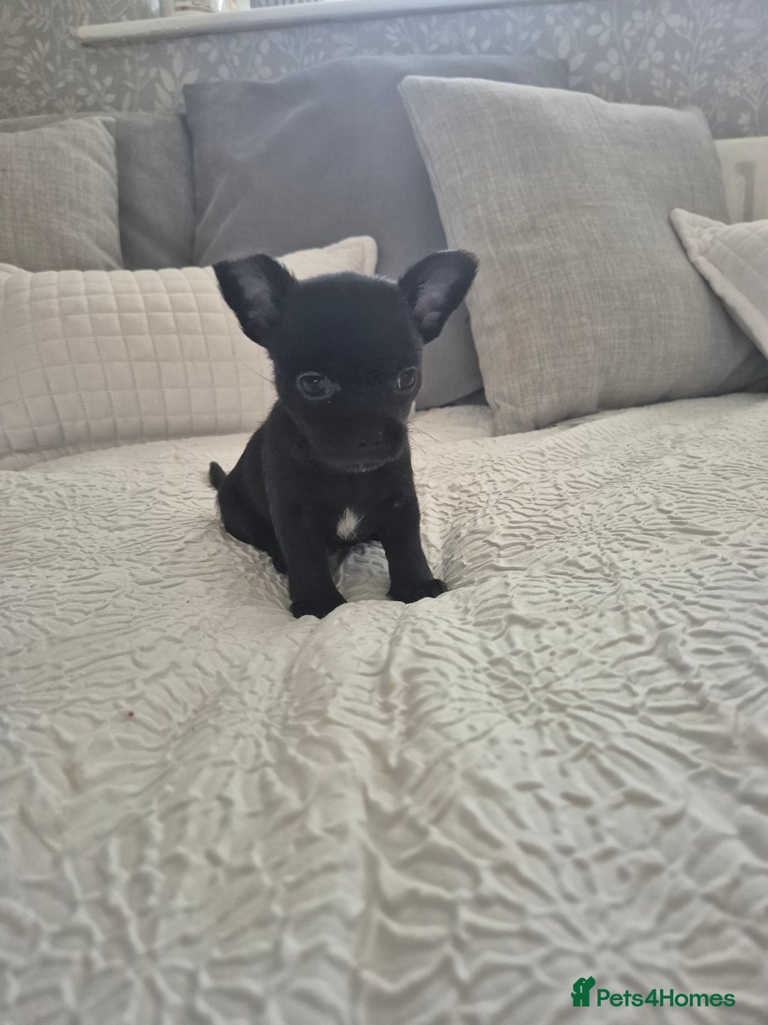 Chihuahua dogs for sale: 4 pure breed chihuahua, 2 merle  2 twins - Advert 21