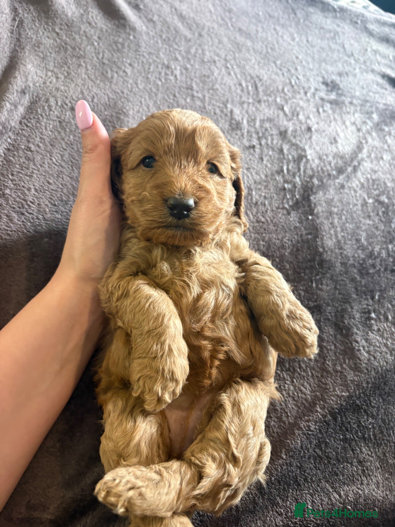 Cockapoo dogs F2B miniature Cockapoo puppies - Advert 1