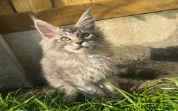 Maine Coon cats for sale: XL Maine Coon Boys Russian Line - Image 6