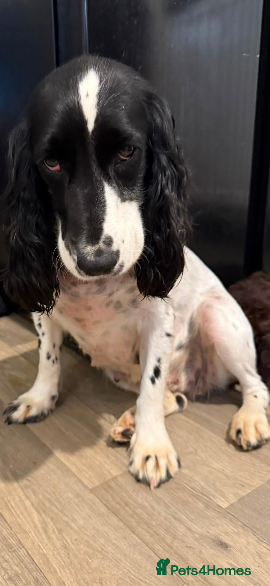 Cocker Spaniel dogs Beautiful cooker spaniel - Advert 1