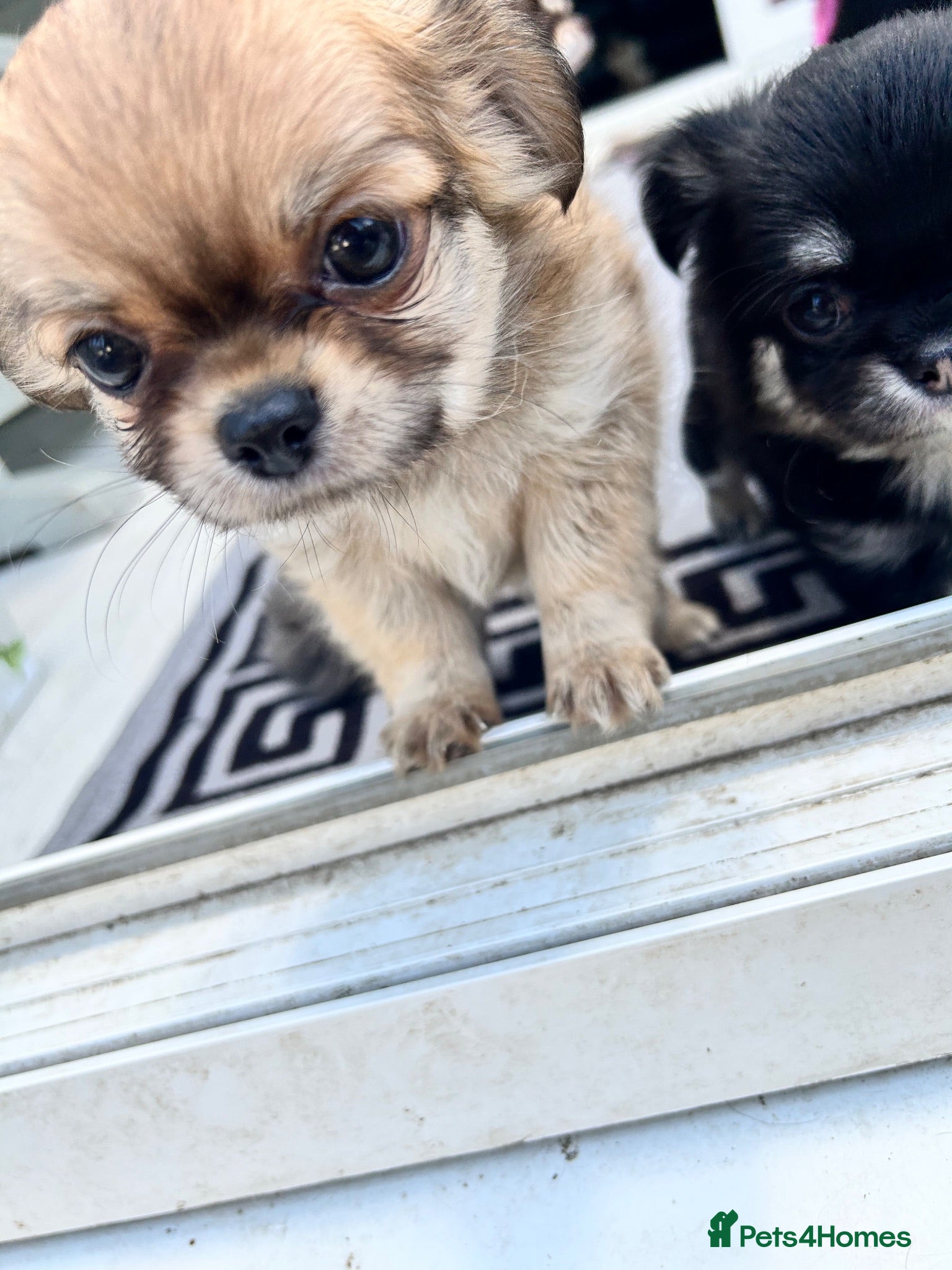 Chihuahua dogs KC LONG COAT CHIHUAHUA’S - Advert 2