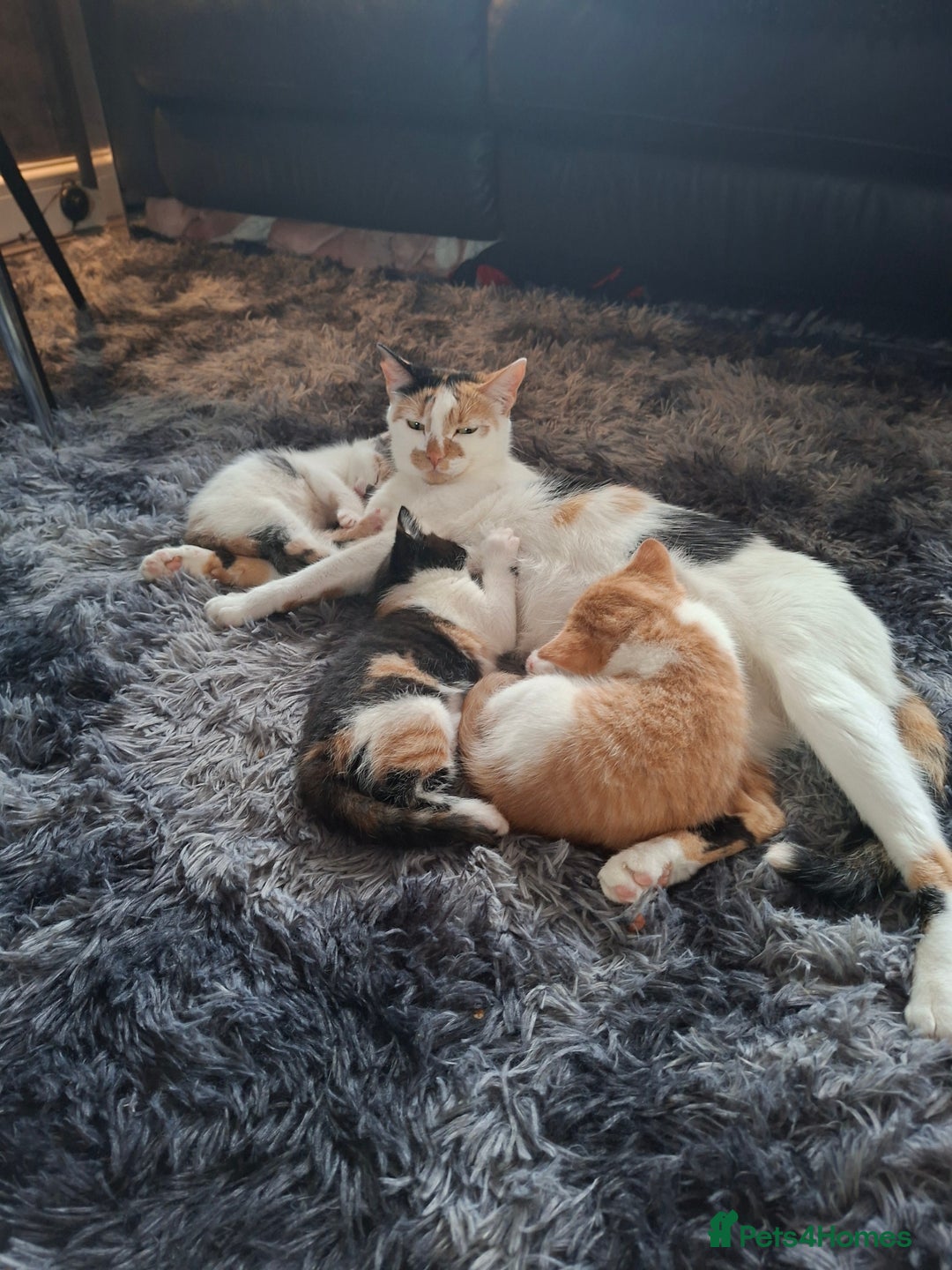 Mixed Breed cats for sale: Beautiful fluffy kittens for sale - Image 5