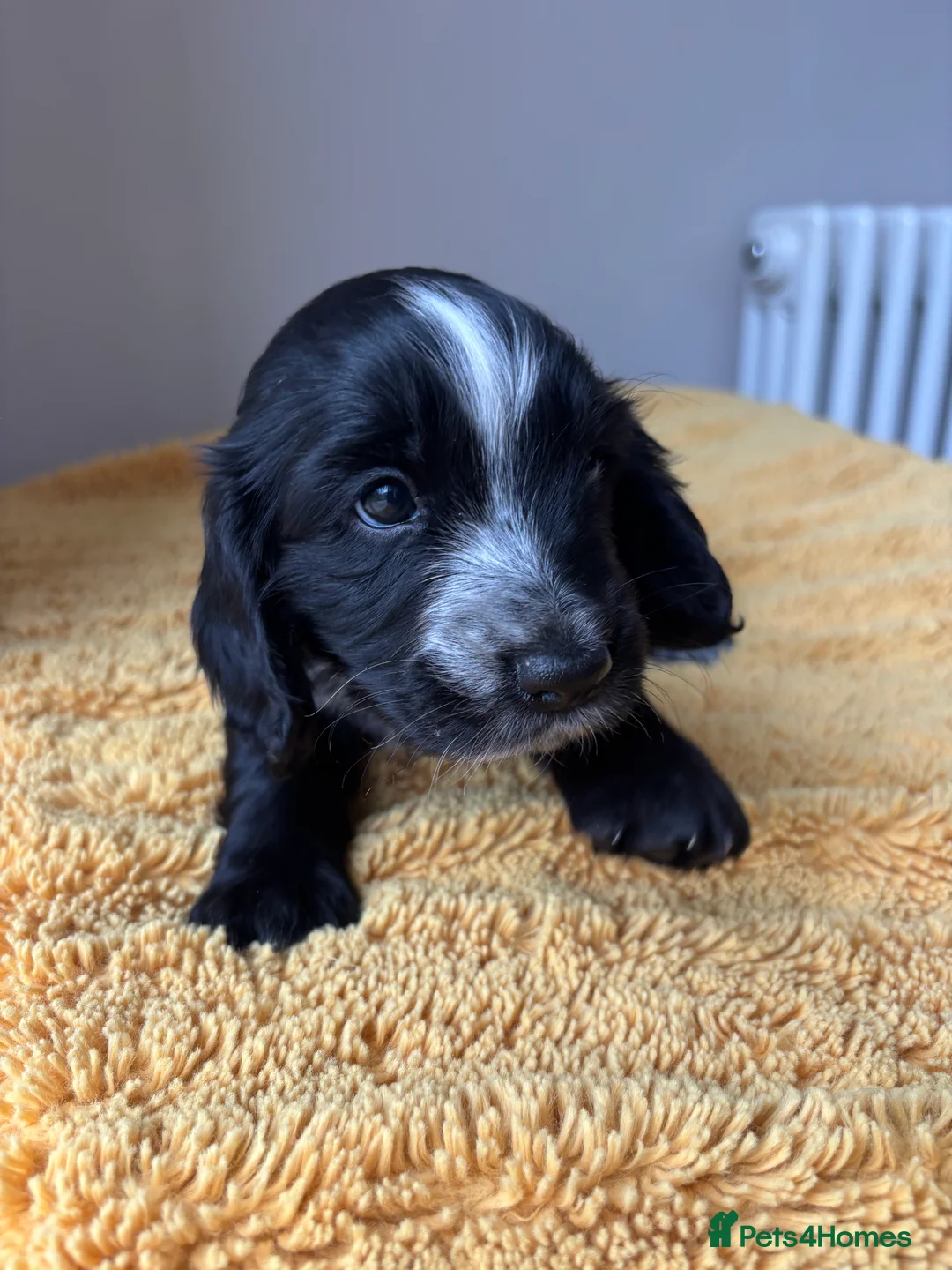 Cocker Spaniel dogs for sale: Working cocker spaniel puppies  - Advert 3
