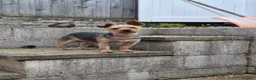 Yorkshire Terrier dogs for sale: Yorkshire terrier  in Wrexham - Advert 2