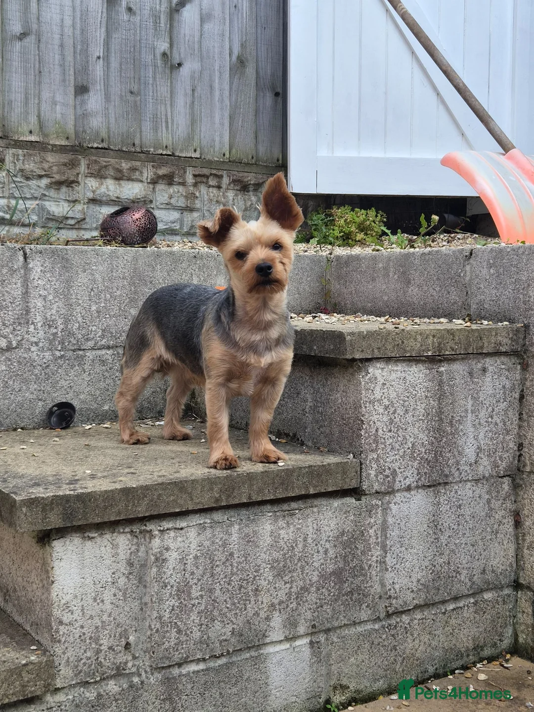 Yorkshire Terrier dogs for sale: Yorkshire terrier  in Wrexham - Advert 2