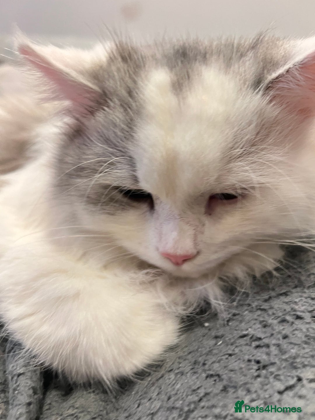 Ragdoll cats for sale: Ragdoll male 9 months old  - Advert 8