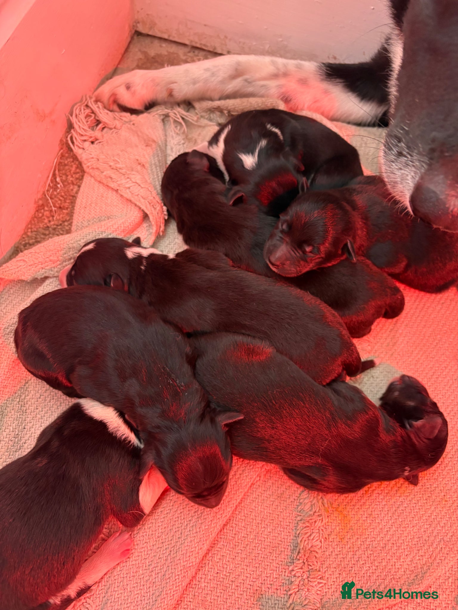 Mixed Breed dogs Collie x Kelpie puppies available! - Advert 18