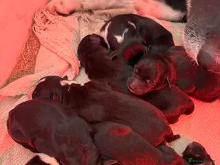 Mixed Breed dogs Collie x Kelpie puppies available! - Advert 18